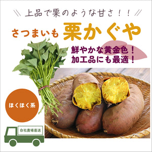 栗かぐや®／ほくほく系｜さつまいも苗｜10本束｜登録品種( 登録名　HL1) 海外持出禁止