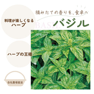 バジル｜ハーブ苗｜トマトのコンパニオンプランツにおすすめ