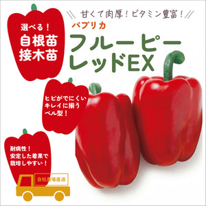 フルーピーレッドEX｜パプリカ苗｜接木・自根苗選択可