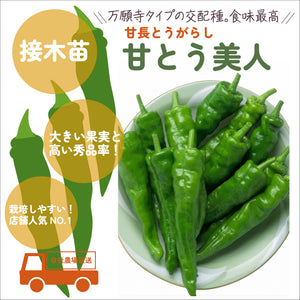 やさしいとうがらし３種セット｜とうがらし苗セット