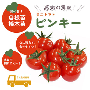 ピンキー｜ミニトマト｜接木・自根苗選択可