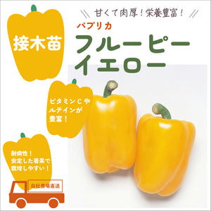 カラーパプリカ３種セット｜パプリカ苗セット｜