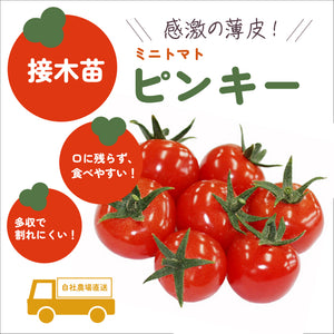 人気ミニトマト３種セット｜ミニトマト苗セット
