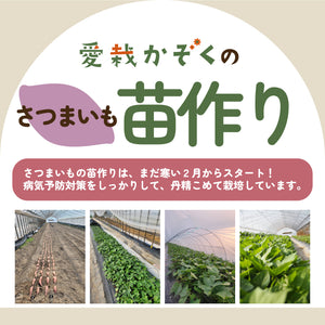 安納芋／ねっとり系｜さつまいも苗｜10本束