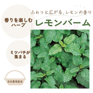 レモンバーム｜ハーブ苗