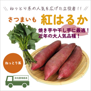 紅はるか／ねっとり系｜さつまいも苗｜10本束｜品種登録番号：第19255号(海外持出禁止)