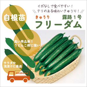 変わり種きゅうり３種セット｜きゅうり苗セット