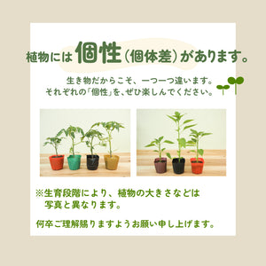 初めての家庭菜園６種セット｜夏野菜苗セット｜ミニトマト・大玉トマト・きゅうり・なす・ピーマン・とうがらし