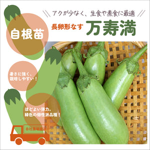 万寿満【ますみ】｜なす苗｜自根苗