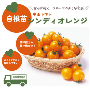 シンディオレンジ｜中玉トマト苗｜自根苗