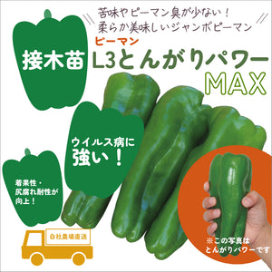 おすすめピーマン３種セット｜ピーマン苗セット