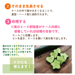 星のきゅうり・ハートのきゅうり｜きゅうりをかわいい形に育てる栽培ケース