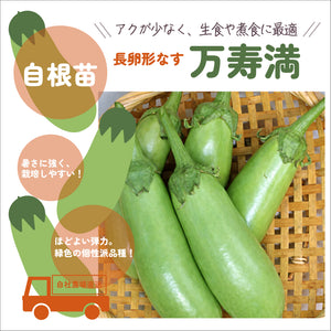 個性派なす３種セット｜なす苗セット