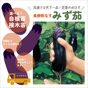 みず茄｜なす苗｜接木・自根苗選択可