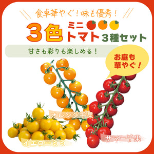 ３色ミニトマト３種セット｜ミニトマト苗セット