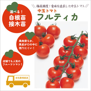 フルティカ｜中玉トマト苗｜接木・自根苗選択可