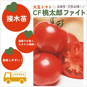 味わい大中小ミニトマト３サイズセット｜トマト苗セット｜