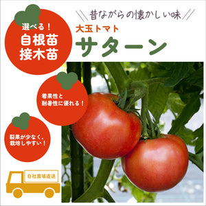 サターン｜大玉トマト苗｜接木・自根苗選択可