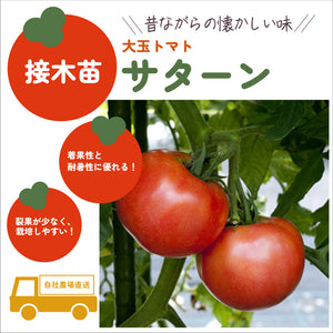 初めての家庭菜園６種セット｜夏野菜苗セット｜ミニトマト・大玉トマト・きゅうり・なす・ピーマン・とうがらし