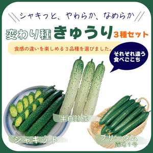変わり種きゅうり３種セット｜きゅうり苗セット