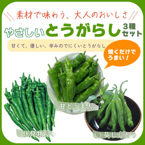 やさしいとうがらし３種セット｜とうがらし苗セット
