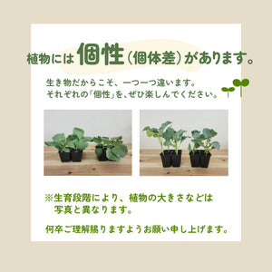 みさき｜キャベツ苗４株セット｜極早生｜良質系