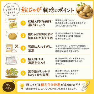 さんじゅう丸｜種じゃがいも｜秋植え