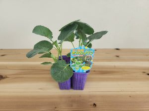 夢ひびき（おかわりクン） ｜ブロッコリー苗４株セット｜極早生｜頂・側枝花蕾兼用