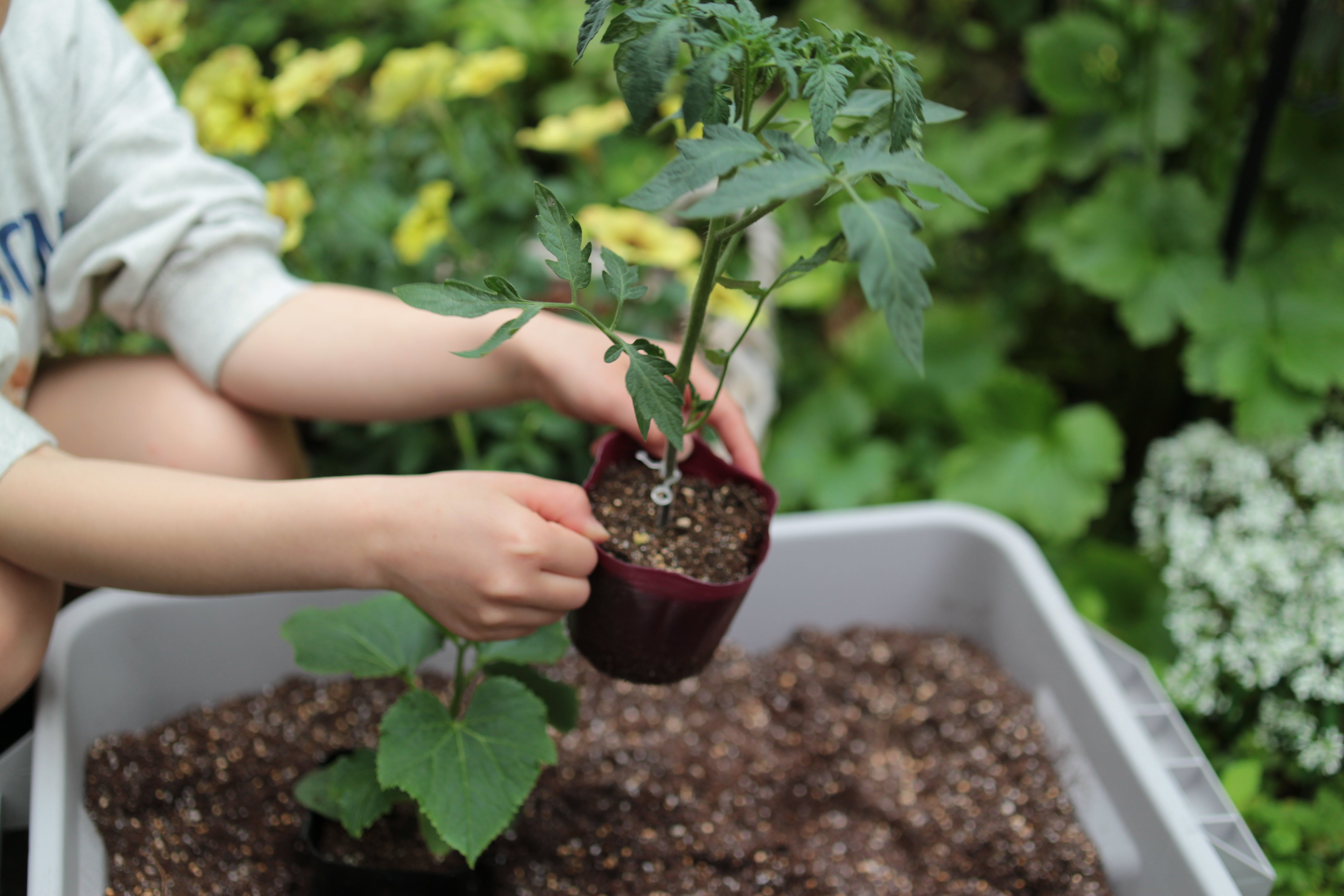 苗ご相談ページ 愛栽家族｜花・植物・ガーデニング用品の通販