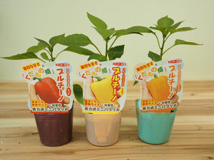 プルチーノ｜ミニパプリカ苗｜自根苗