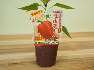 プルチーノ｜ミニパプリカ苗｜自根苗