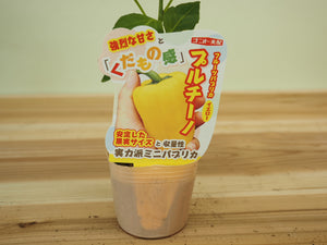 プルチーノ｜ミニパプリカ苗｜自根苗