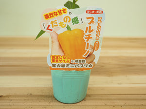 プルチーノ｜ミニパプリカ苗｜自根苗