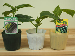 変わり種きゅうり３種セット｜きゅうり苗セット