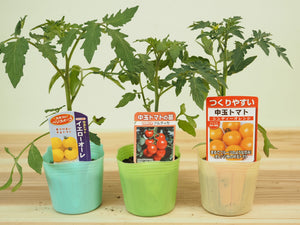フルーツ中玉トマト３種セット｜中玉トマト苗セット