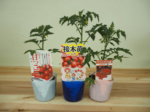 人気ミニトマト３種セット｜ミニトマト苗セット