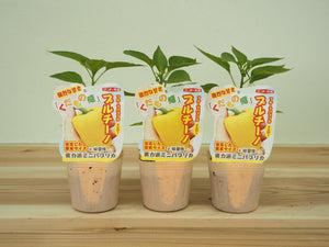 プルチーノ｜ミニパプリカ苗｜自根苗