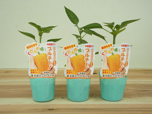 プルチーノ｜ミニパプリカ苗｜自根苗