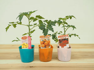 ３色ミニトマト３種セット｜ミニトマト苗セット