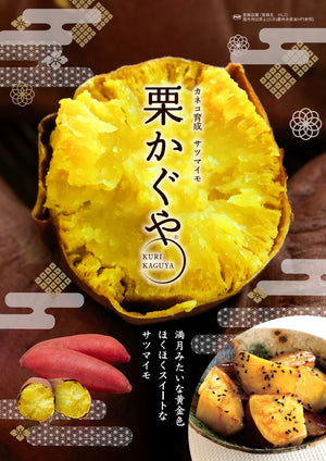 栗かぐや®／ほくほく系｜さつまいも苗｜10本束｜登録品種( 登録名　HL1) 海外持出禁止