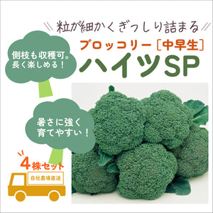 ハイツSP ｜ブロッコリー苗４株セット｜中早生｜頂・側枝花蕾兼用