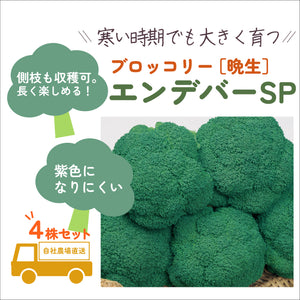エンデバーSP ｜ブロッコリー苗４株セット｜晩生｜頂・側枝花蕾兼用