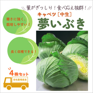 夢いぶき｜ キャベツ苗４株セット｜中生｜寒玉系