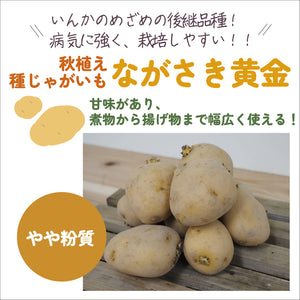 ながさき黄金｜種じゃがいも｜秋植え