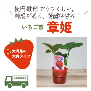 章姫（あきひめ）｜いちご苗