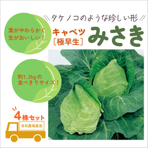 みさき｜キャベツ苗４株セット｜極早生｜良質系