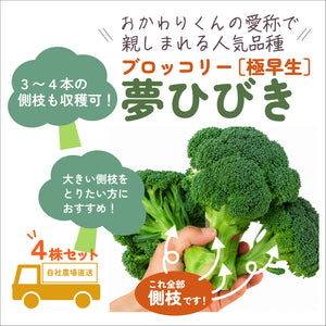夢ひびき（おかわりクン） ｜ブロッコリー苗４株セット｜極早生｜頂・側枝花蕾兼用