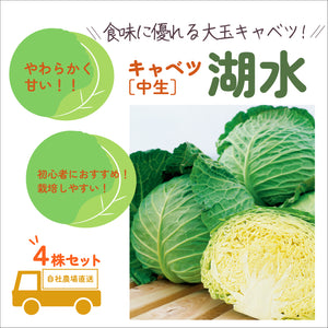 湖水｜キャベツ苗４株セット｜中生｜良質系