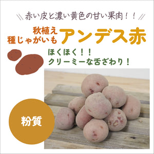 アンデス赤｜種じゃがいも｜秋植え