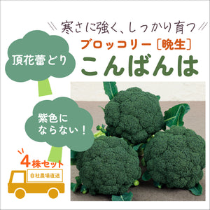 こんばんは® ｜ブロッコリー苗４株セット｜晩生｜頂花蕾専用
